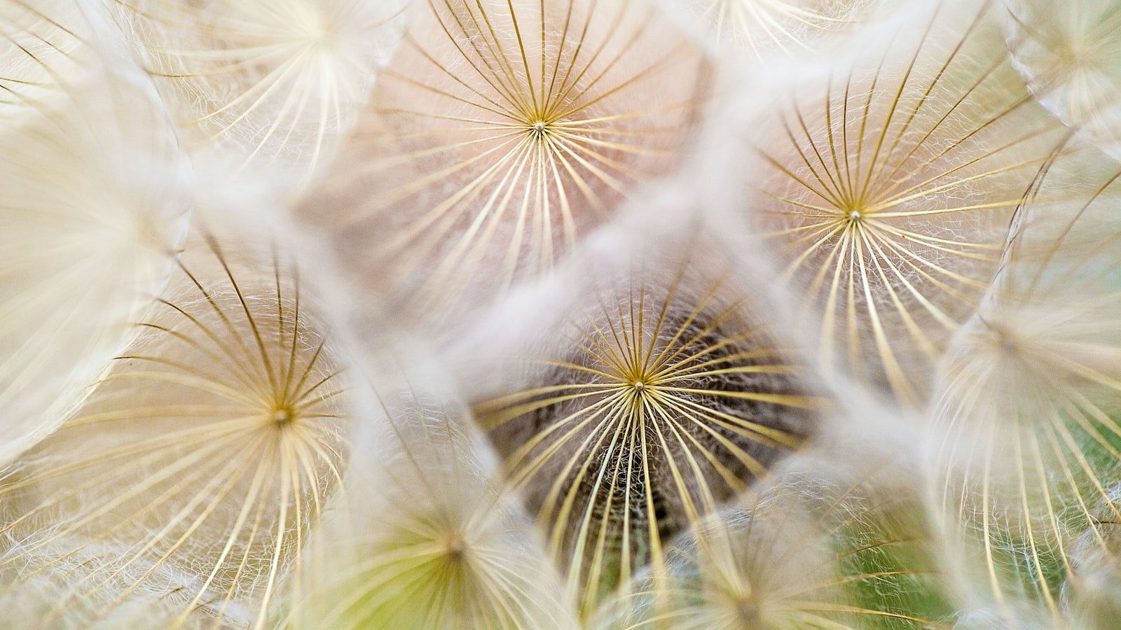 The Curious Case of the Puff: Examining the Enigma Surrounding Bulge Phenomenon