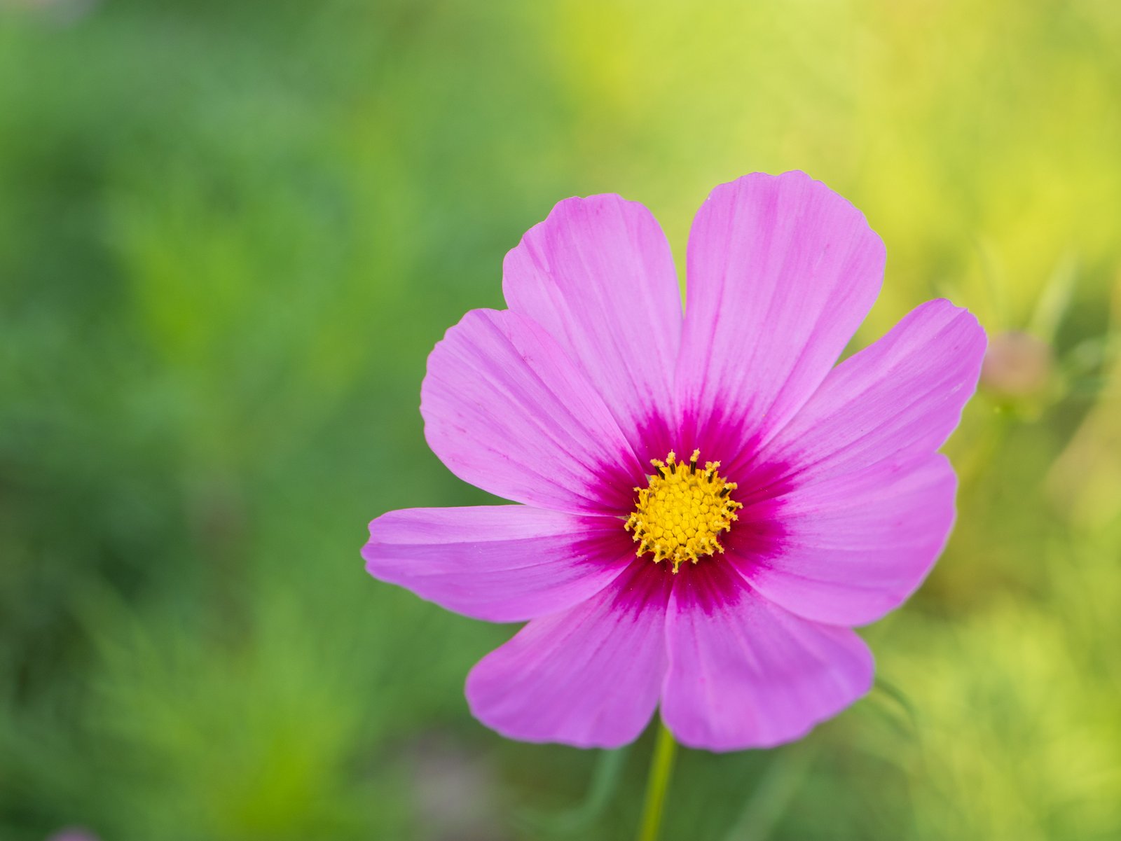 Marvels of Nature:​ Discovering the Fascinating Flora and Fauna in Bulge ‌Environments