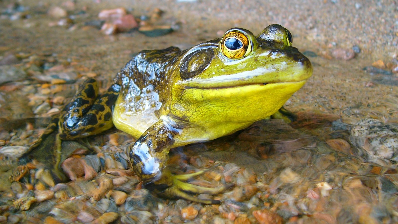 Unveiling the Science Behind the Magnificent Bulge