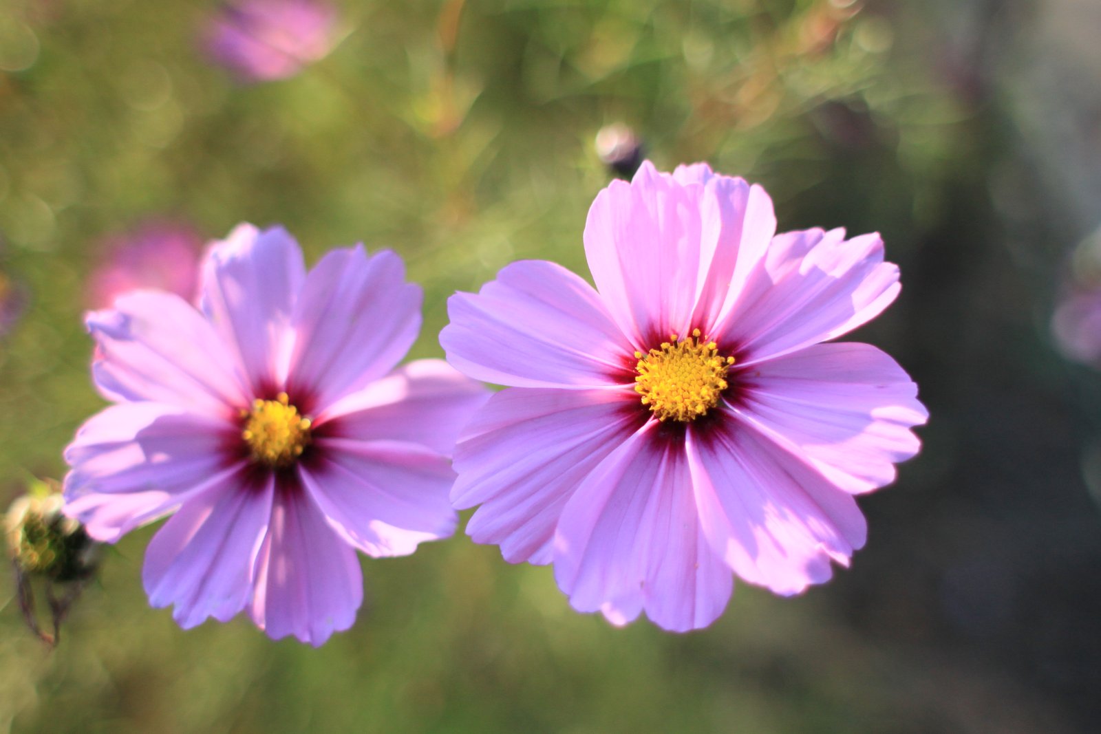 Unveiling Your Radiance: The ⁣Beauty of Enhancing Natural Features