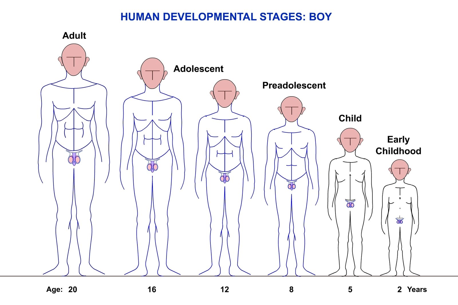Exploring the Depths: Understanding the Factors that Influence Male Vitality