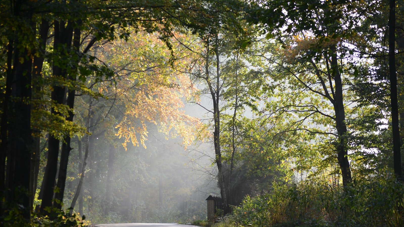 The Swell Mystery: An Intriguing Geological Anomaly