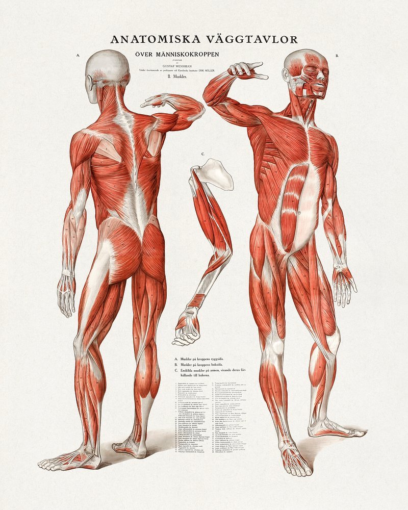 Exploring the ⁤Spectrum‍ of⁣ Male Anatomy: Embracing Diverse Needs