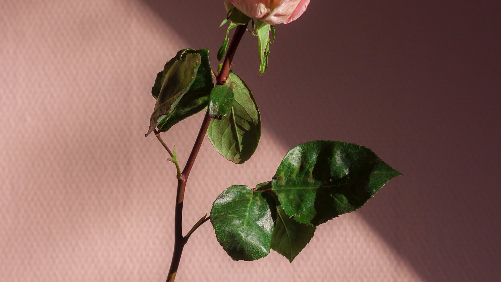 Empowering Self-Love: Celebrating Confidence in All Shapes and Sizes